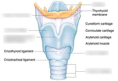 7 Describe The Structure And Functions Of The Larynx Diagram Quizlet