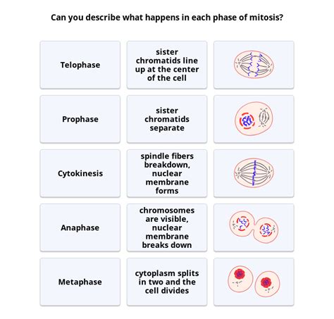 Cell Cycle Mitosis And Cytokinesis Ck 12 Foundation