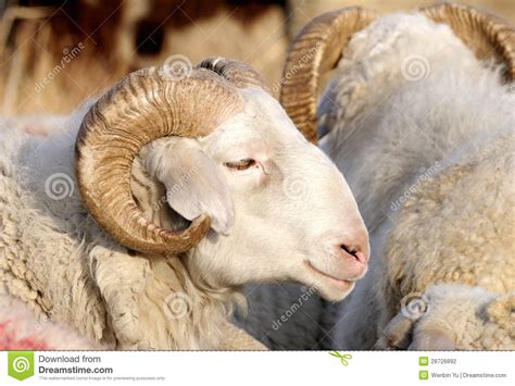 Weitere ideen zu panem, tribute von panem, hunger games memes. Male Sheep Stock Photography - Image: 28726892