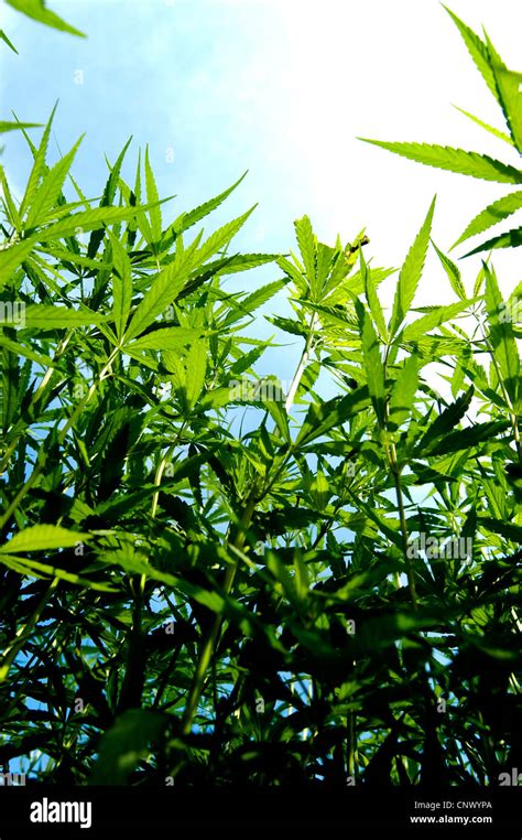 El Cáñamo Indio Mary Jane La Marihuana Cannabis Sativa Las Plantas