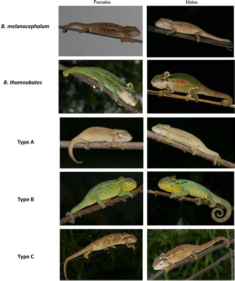 Photographs Of Female Left And Male Right Dwarf Chameleons Within