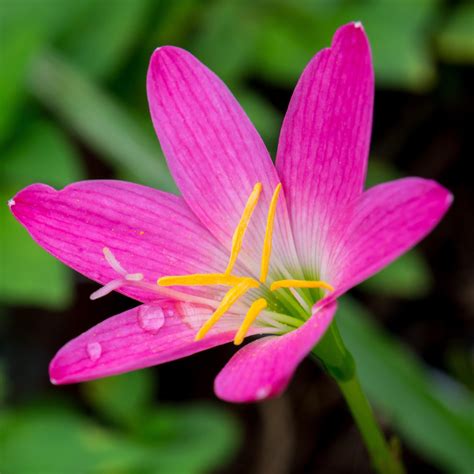 Rain Lily Rose Zephyranthes Rosea Easy To Grow Bulbs