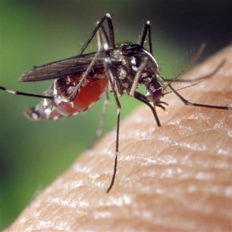 New Invasive Mosquito Species Found In South Florida
