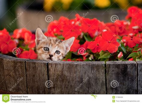 Cute Kitten In Flowers Stock Images Image 11185494