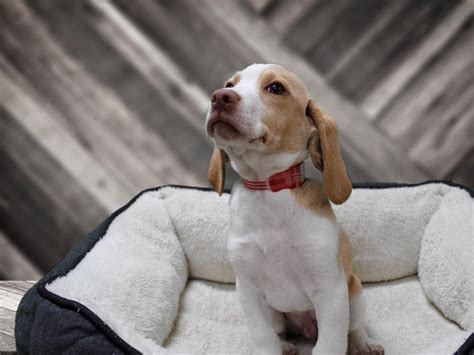 Find your new companion at nextdaypets.com. Visit Our Beagle Puppies for Sale near Madison Wisconsin