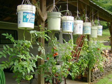 how to grow upside down tomatoes in five gallon buckets my garden and greenhouse