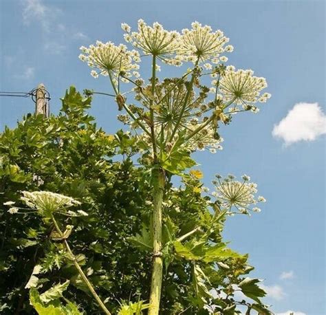 Britains Most Dangerous Plant Toxic Giant Hogweed Is Spotted Growing