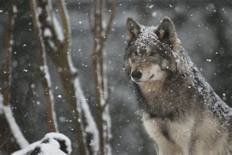 Wolf In Snowstorm
