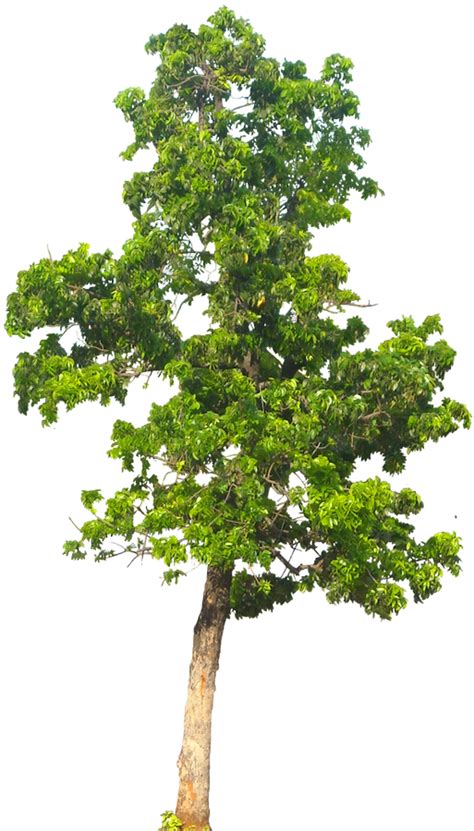 Collection Of Tree Png Pluspng