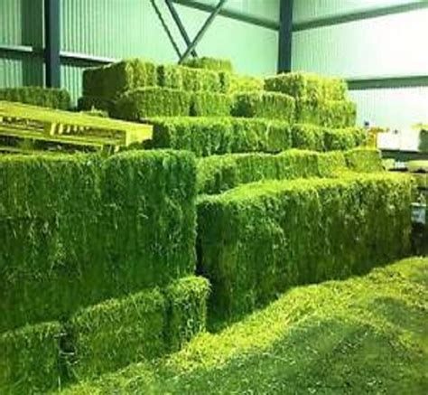 Cattle Alfalfa Hay Alfalfa Pellet Alfalfa Baled For Animal Feed Top