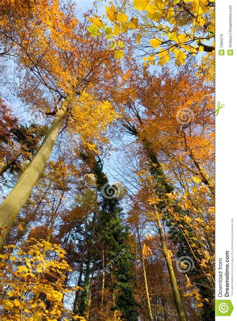 Autumn Scene In The Forest Stock Photo Image Of Landscape 7095270