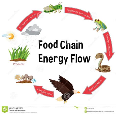 Food Chain Energy Flow Diagram Stock Vector Illustration Of Rain