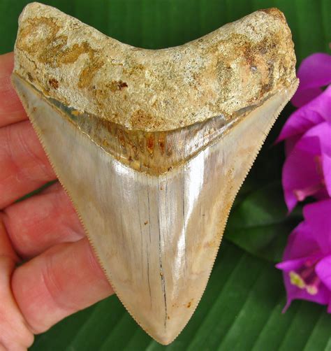 Fossil Megalodon Shark Tooth Primitive Past