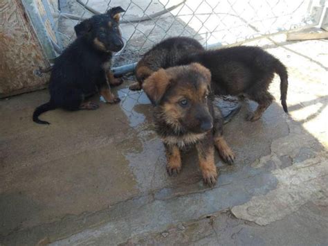 2 Females Sable German Shepherd Puppies Available Merced Puppies For