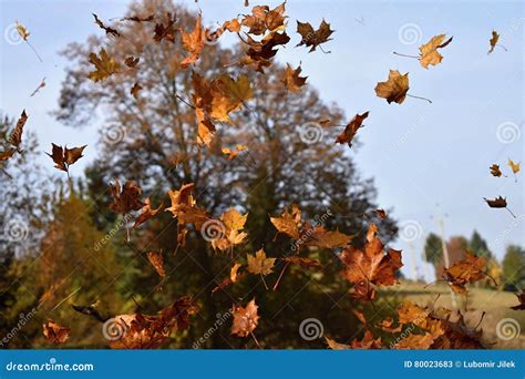 The Falling Leaves Of A Maple Tree Stock Image Image Of Maple