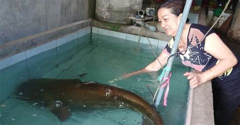 Video Một Người Dân Câu được Cá Leo 80kg ở Sông Krông Ana Tuổi Trẻ