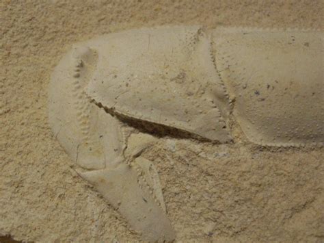 Crustac Fossile Demandes D Identification De Fossiles G Oforum