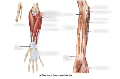 Forearm Muscles Superficial Anterior Diagram Quizlet