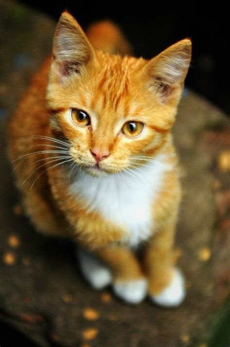 Pretty Orange Cat With Orange Eyes Cute Cats Orange Tabby Cats