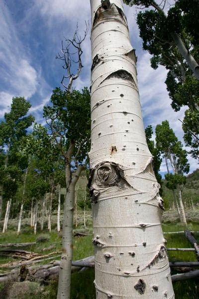 Utahs Pando Aspen Grove Is The Most Massive Living Thing Known On