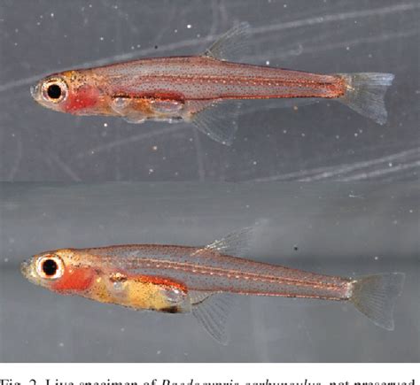 Figure 2 From Paedocypris Carbunculus A New Species Of Miniature Fish