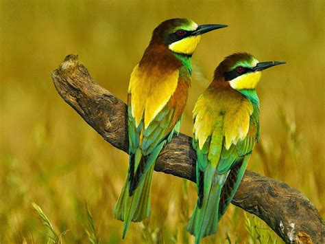 Beautiful Colorful Birds On A Branch Desktop Wallpaper Hd Free
