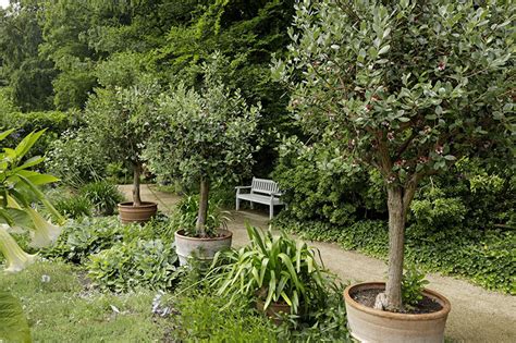 I would like make jam out of feijoa or to buy already made jam. Brasilianische Guave im Stadtpark Gütersloh | Feijoa ...
