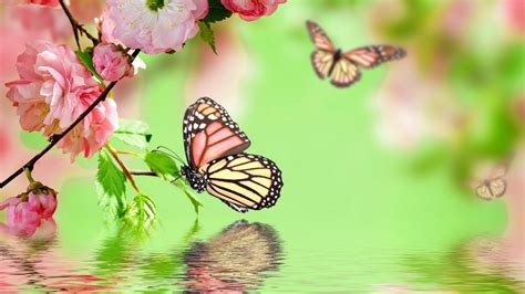 Best Pink Butterfly Wallpaper Hd Live Wallpaper Hd Butterfly