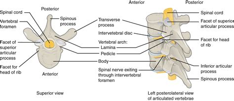 The Vertebral Column · Anatomy And Physiology