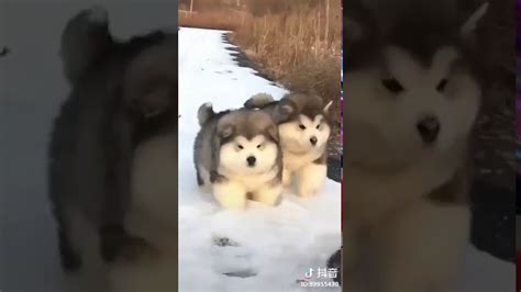 Fluffy And Cute And Fat Dogs Will Make You Smile Youtube