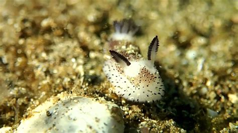 Sea Bunnies Youtube