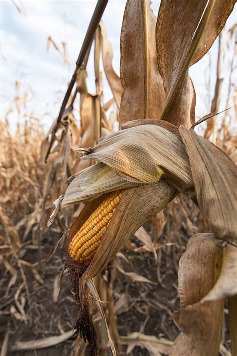 Ripe Maize Ear In Cultivated Corn Field Ready For Harvest Stock Photo