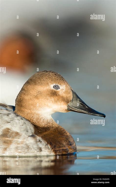 Hen Canvasback Duck Stock Photo Alamy