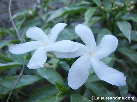 Srilankalandscaping plant gardening flower nursery landscape. Beautiful White Flowers from Sri Lanka - Leisure and Me