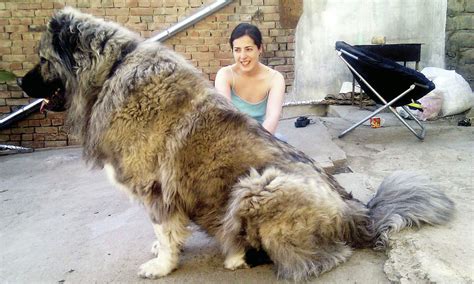 18 Giant Dog Breeds We Love The Worlds Biggest Dogs Revealed