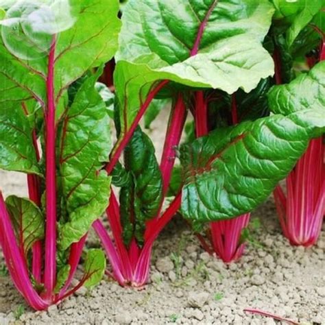 Perpetual Spinach Vegetable Seeds Vegetable Seed Chard Swiss Chard