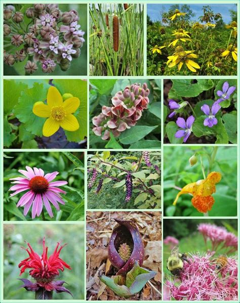 12 Native Plants For Food And Medicine