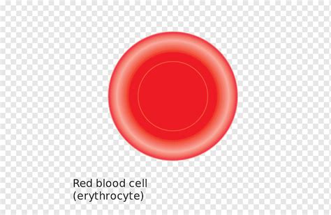 Red Blood Cell Blood Orange Wikimedia Commons Cell Png Pngwing
