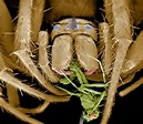 Ecco il ragno con gli artigli: abita nelle caverne dell'Oregon - Focus.it