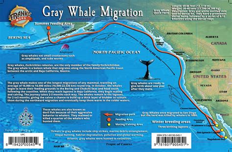 Gray Whale Migrations Guide Card Franko Maps