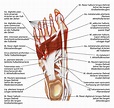 Fußsohle | Arterien, Anatomie, Planer