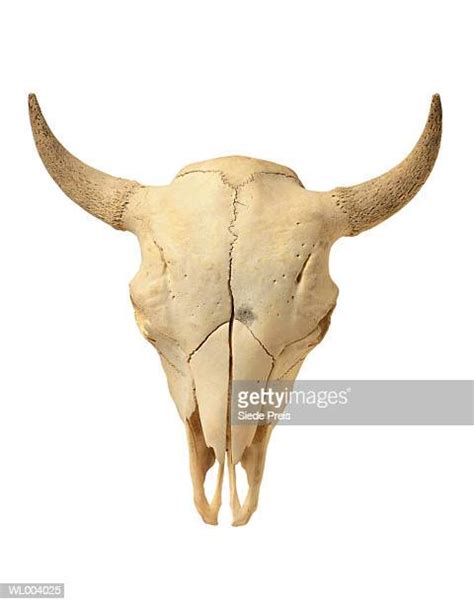 Buffalo Skull Photos And Premium High Res Pictures Getty Images