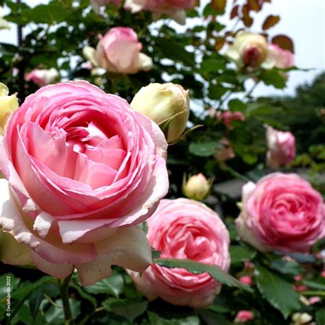 Rosier Grimpant Pierre De Ronsard Déco Du Jardin à Reims