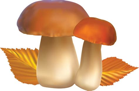 Mushrooms Clipart Image Lots Oflorful Spotted Mushrooms