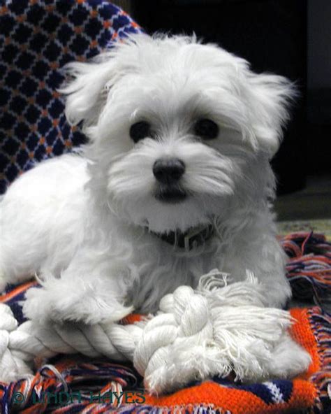 Teacup Maltese For Adoption Teacup Maltese Puppies For Adoption Dogs Puppies Pets