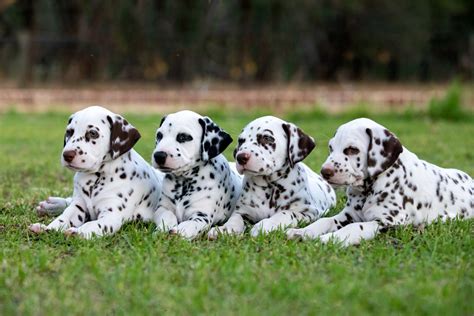 A Guide To Rehoming Dalmatians Readers Digest