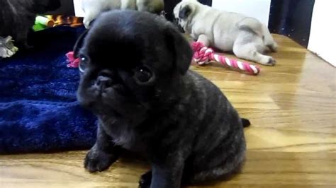 Cutest Pug Puppies Ever Youtube