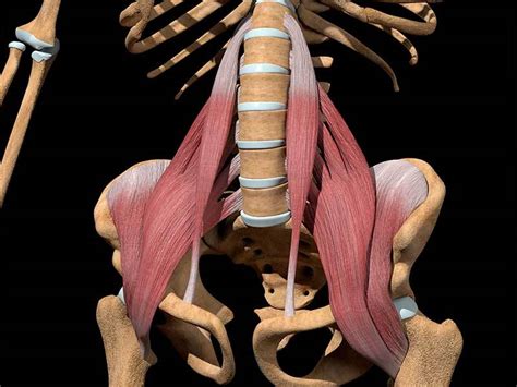 Apr 14, 2020 · the iliocostalis muscle is the most lateral, or outside, of the three paraspinal muscles. The Hip Flexor Stretch For Exercise & Strengthening - Old School Labs