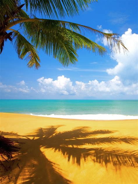 Nature Tropical Palm Tree On Beach Ipad Iphone Hd