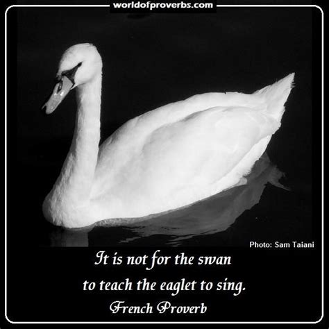 Wit And Wisdom Thinkquotelaugh On Twitter Proverbs Swan Swan Quotes